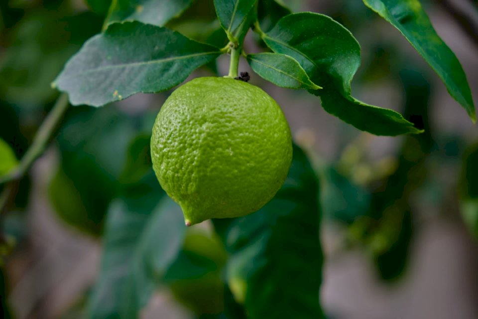 Lemon. Citrontree. pussel på nätet