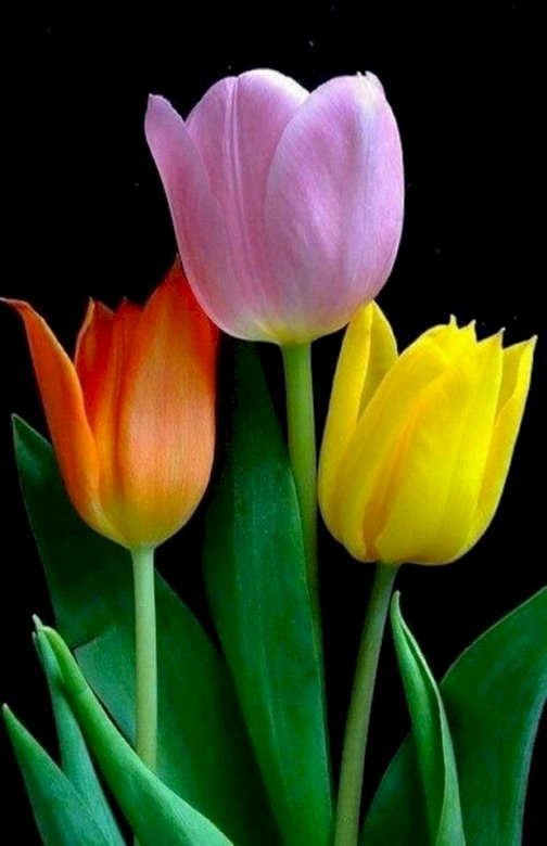 Цветущее растение, Лепесток, Тюльпан пазл онлайн