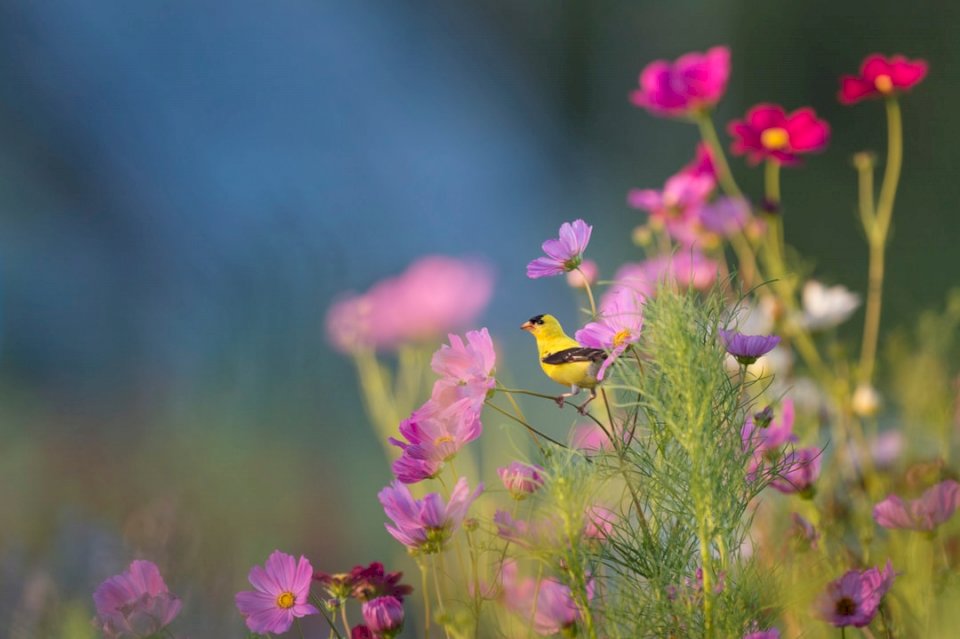Pták sedí na květiny skládačky online