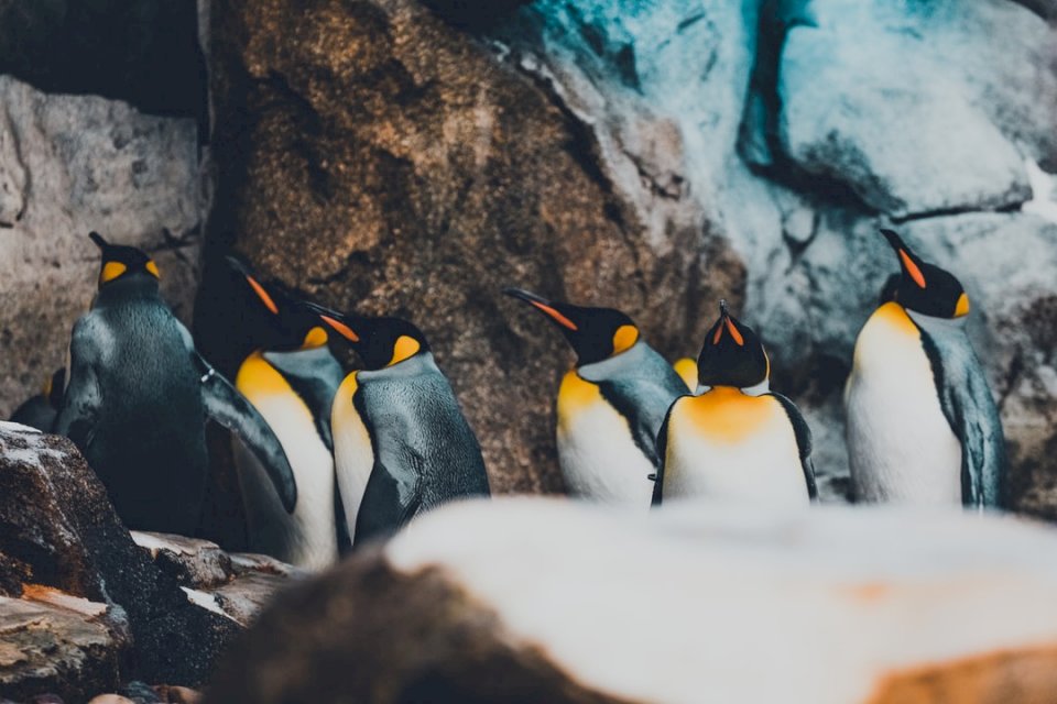 Група императорски пингвини се хранят онлайн пъзел