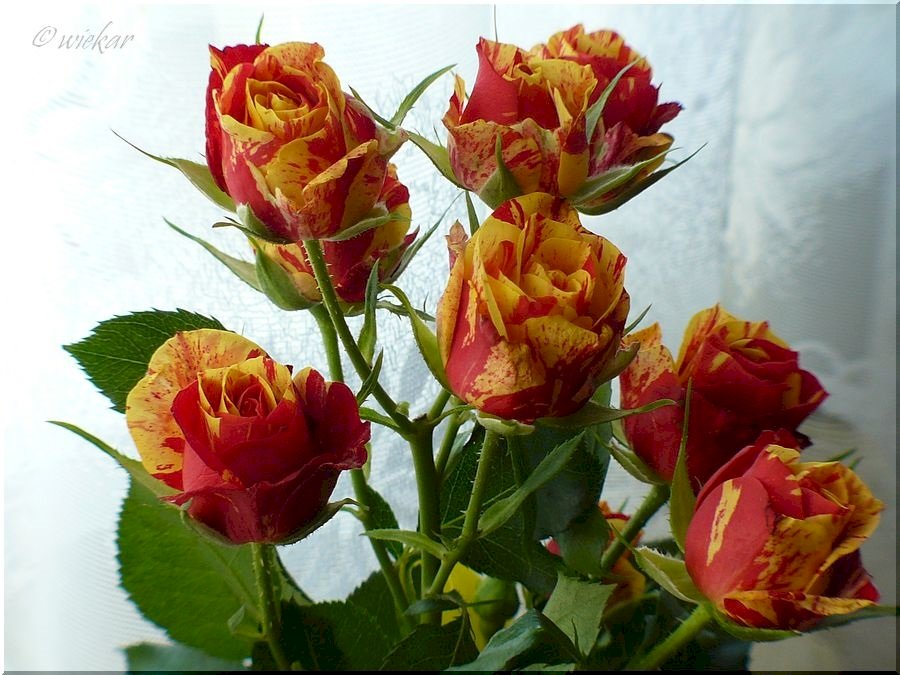 Krásné růže. online puzzle