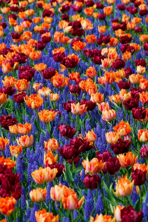 Champ coloré de tulipes puzzle en ligne