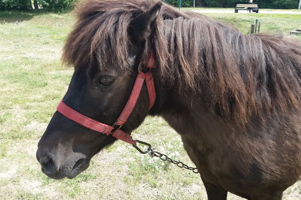 pony, klein paard legpuzzel online