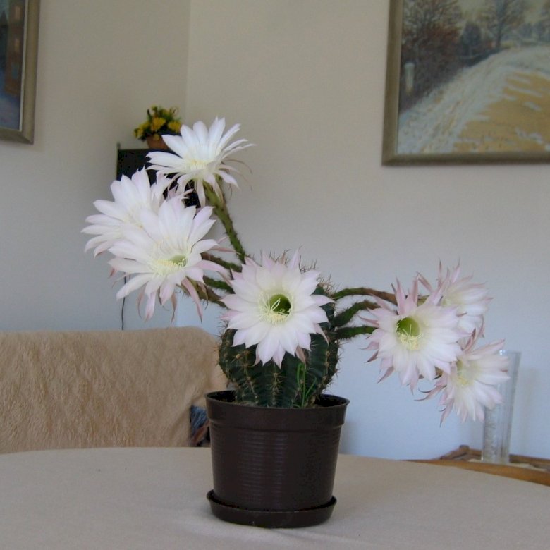 takto kvetou Basi kaktusy skládačky online