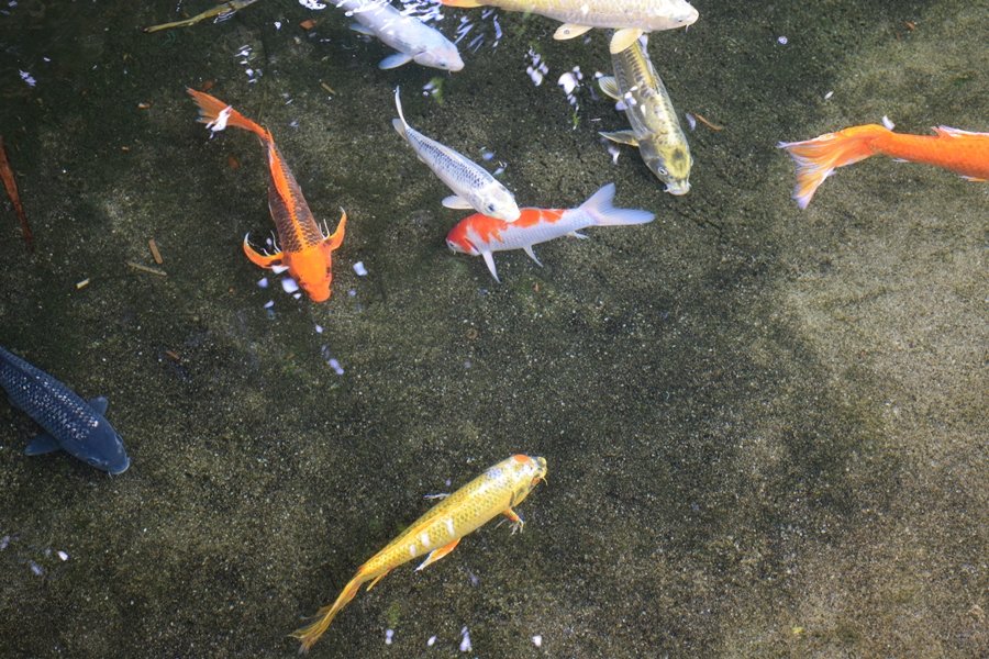 verschiedene Goldfische im Teich Puzzlespiel online