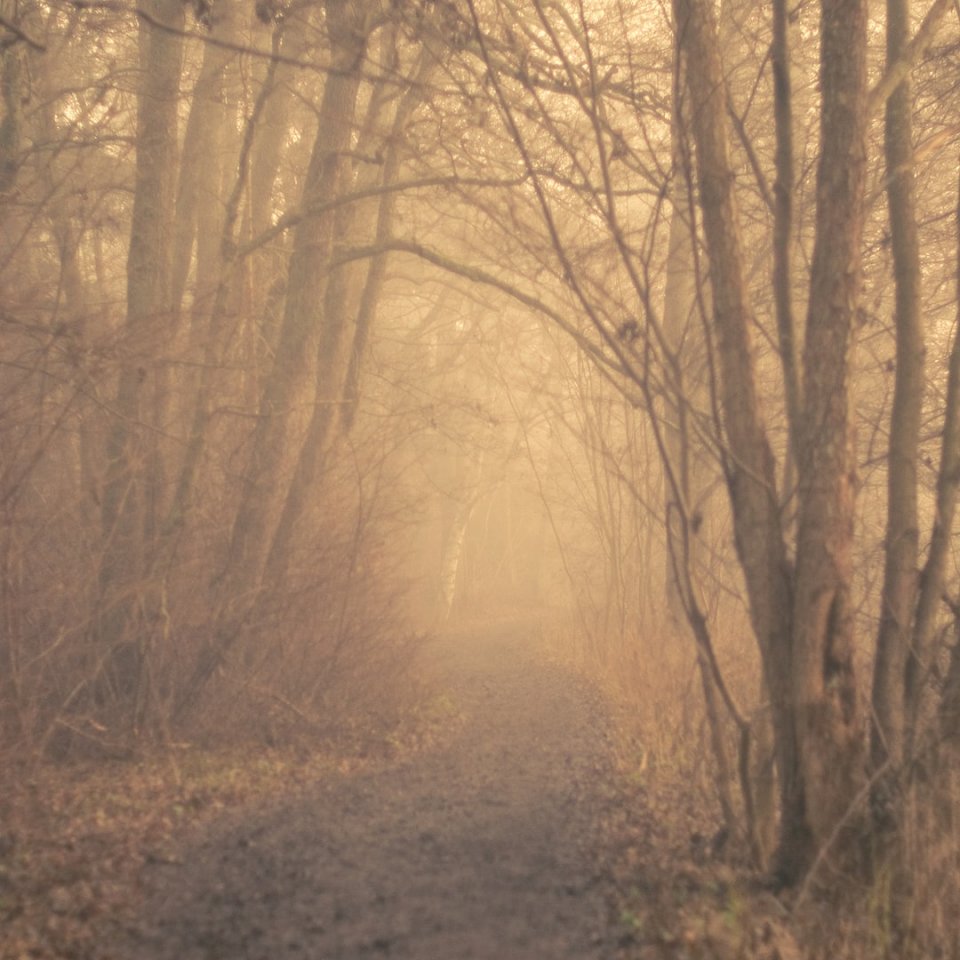 Caminho através de uma floresta nublada puzzle online
