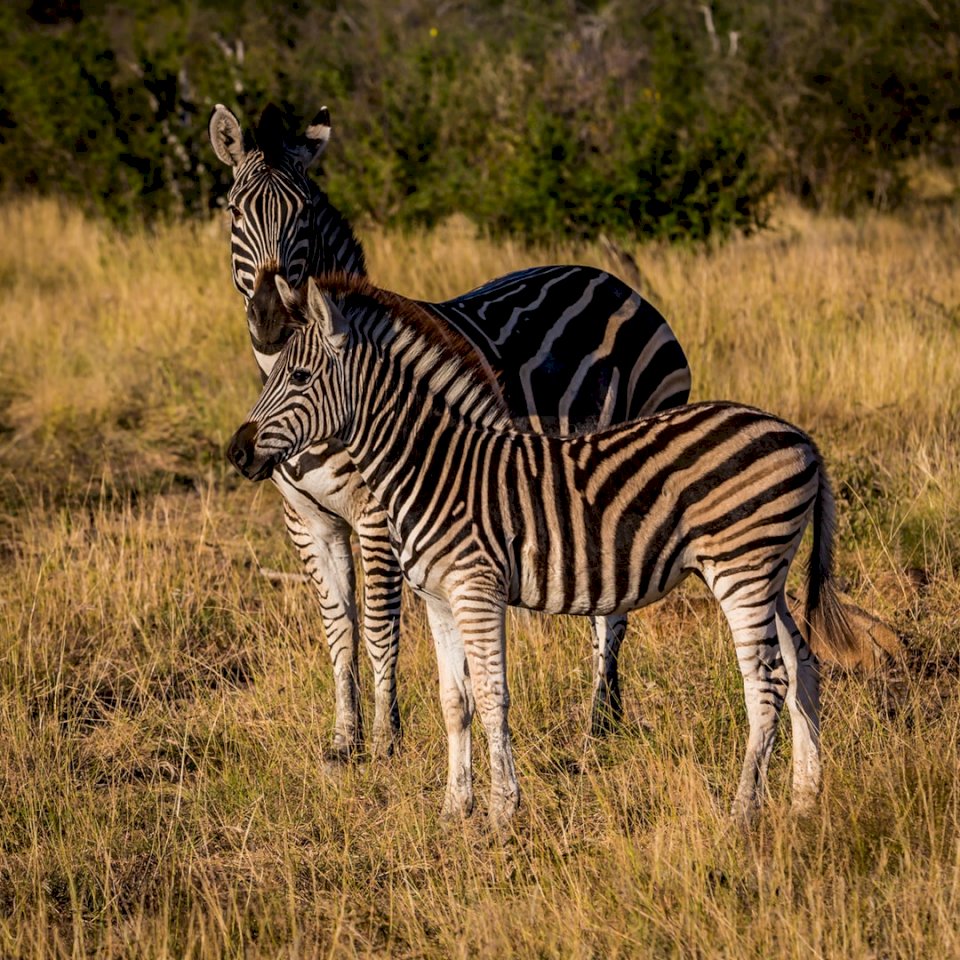 Zwei Zebras im trockenen Gras Puzzlespiel online