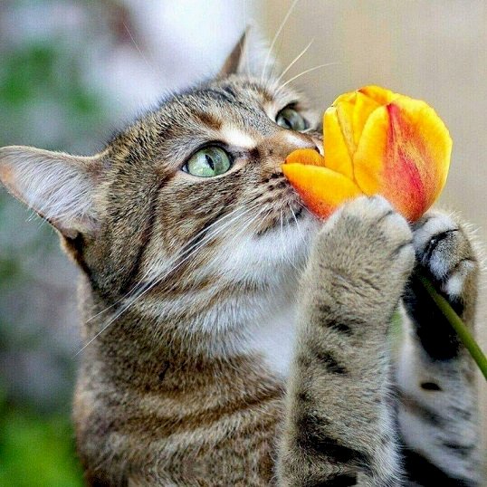 Kätzchen mit einer Tulpe. Online-Puzzle