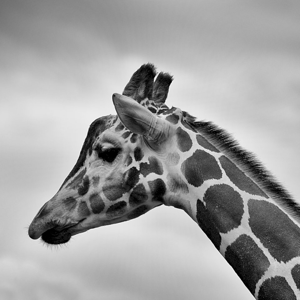 Задумчивый жираф онлайн-пазл