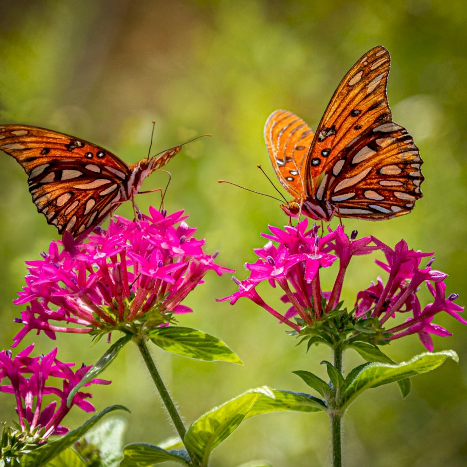 Jardín de mariposas monarcas rompecabezas en línea