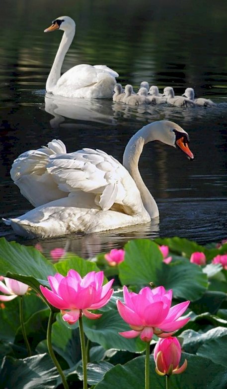 Swan familie. online puzzel