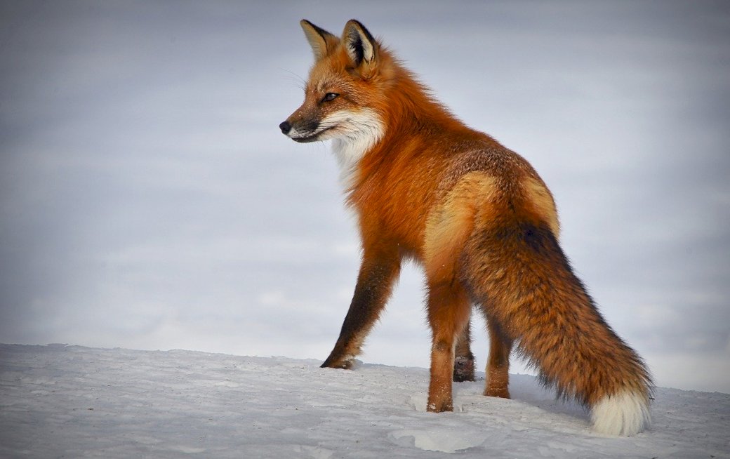 αλεπού στο χιόνι online παζλ