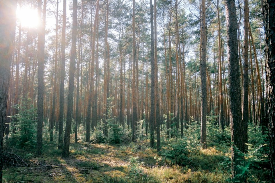 Skog i centrala Polen. pussel på nätet