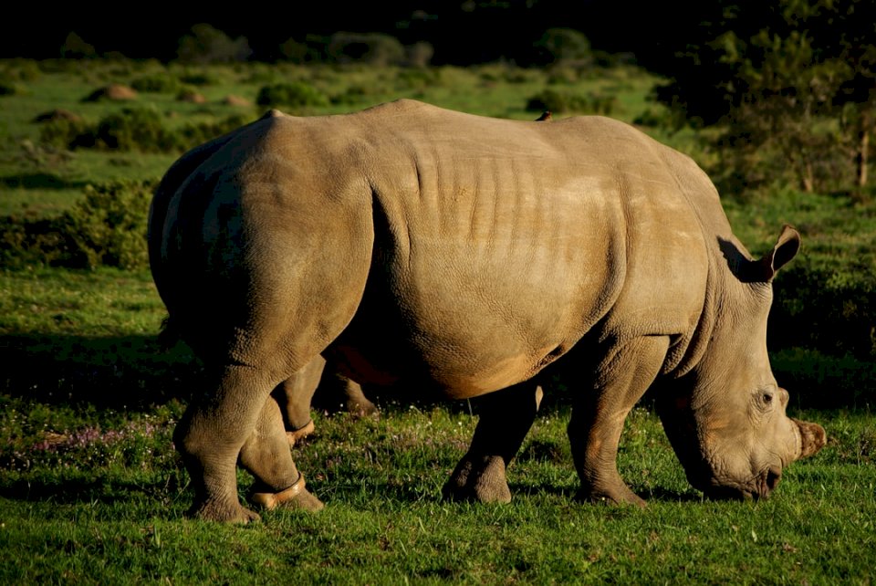 Rinoceronte na reserva de caça de Kariega puzzle online