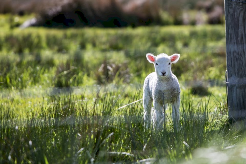 Νεαρά πρόβατα online παζλ