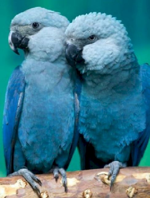 Modrý papoušek skládačky online