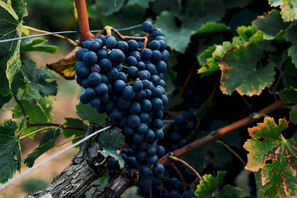 Grapes in a vineyard jigsaw puzzle online
