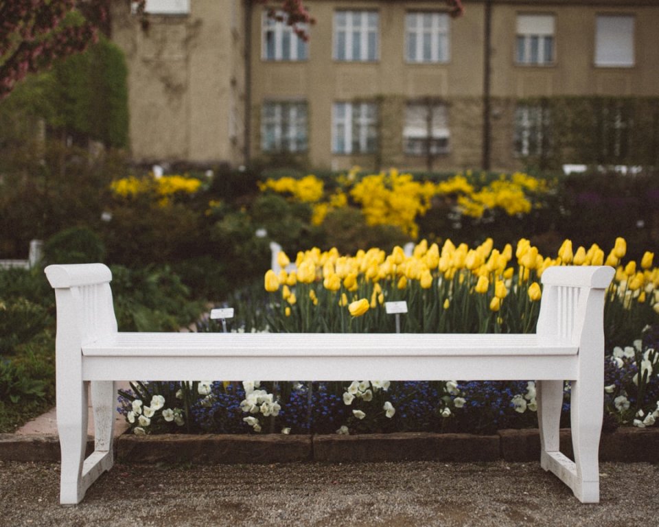 Fehér padok és sárga tulipánok kirakós online