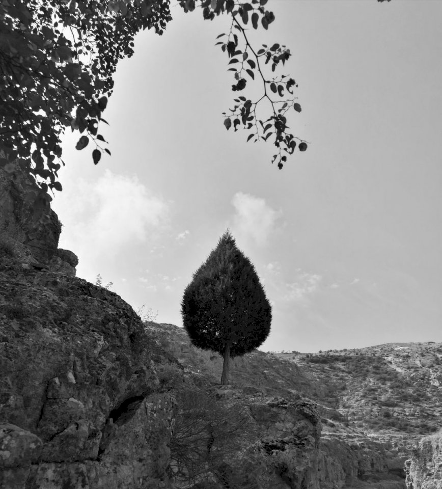 Baum, Natur Online-Puzzle
