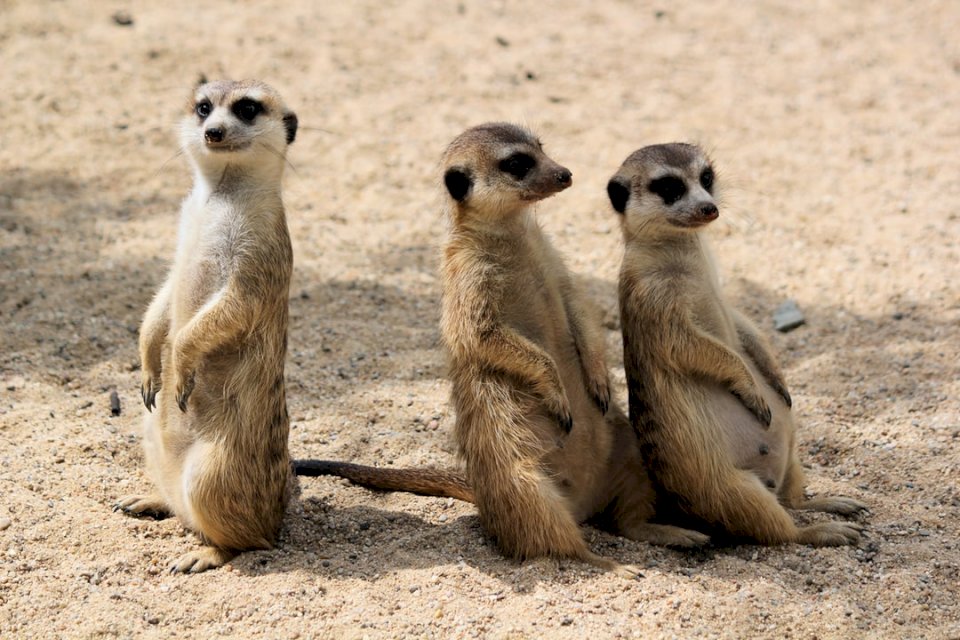 Смешни meerkats онлайн пъзел