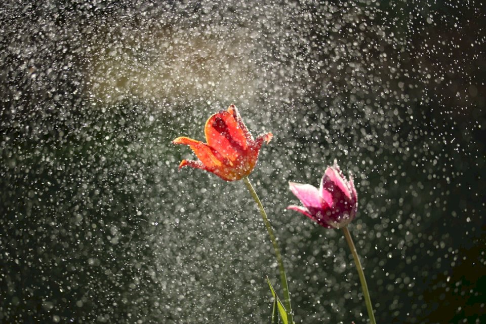 Spring showers jigsaw puzzle online