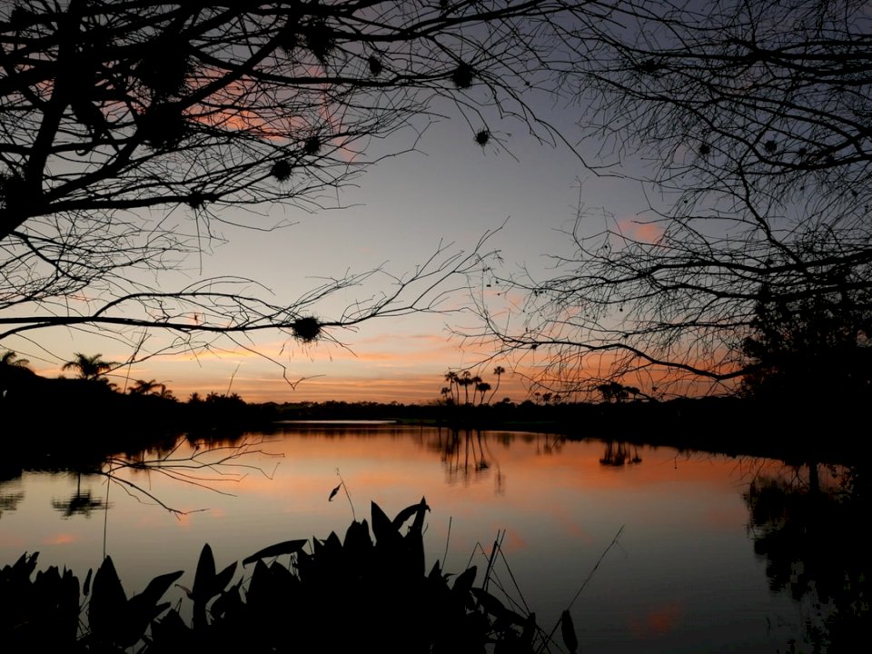 Λίμνη και φοίνικες στο ηλιοβασίλεμα. παζλ online