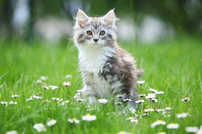 Kitty på gräset pussel på nätet