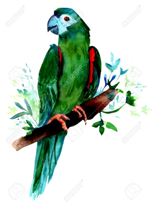 Obratlovce, papoušek, papoušek, papoušek online puzzle