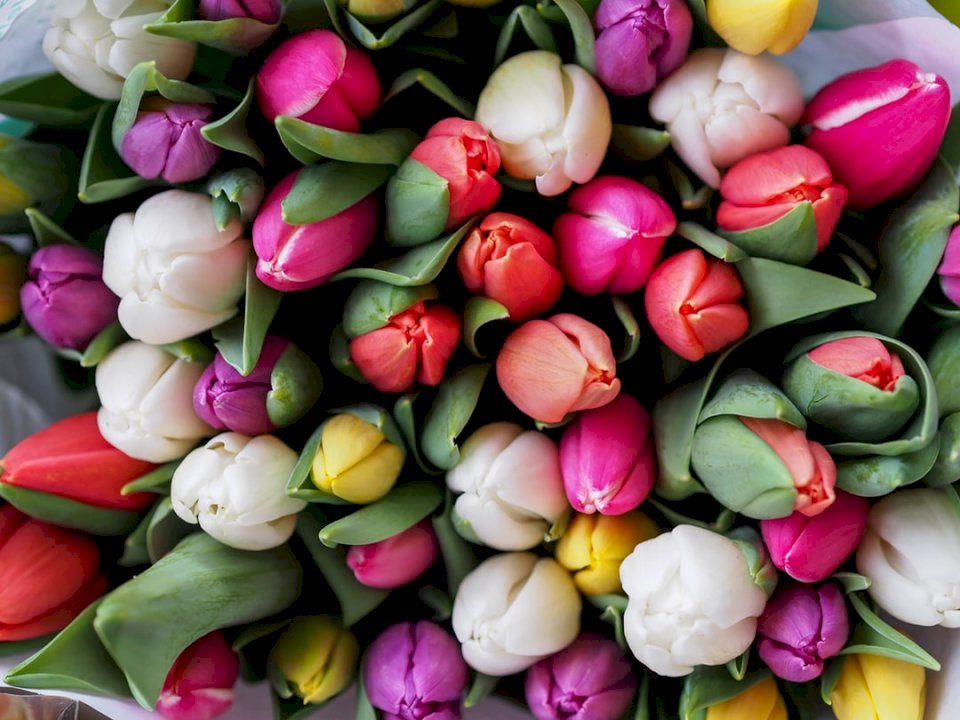 Tulipán csokor - Bécs online puzzle