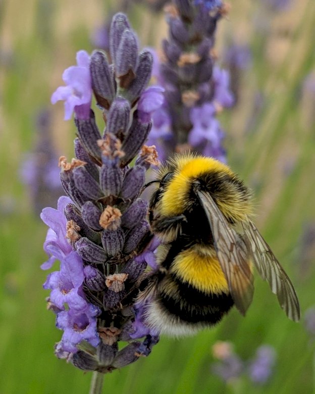 Moje krásná včela online puzzle