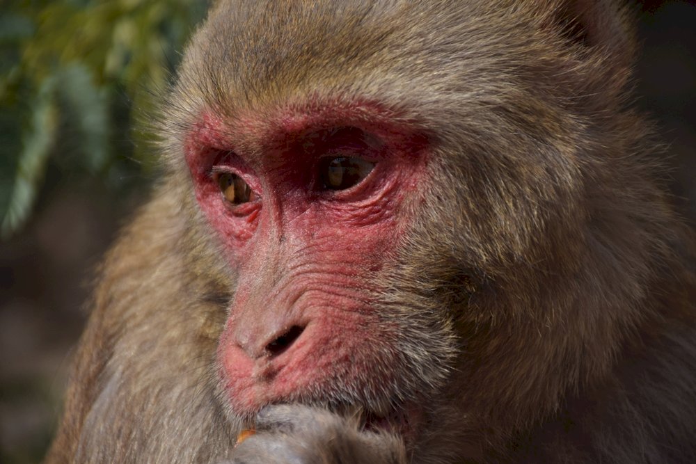 ναός μαϊμού στο Τζαϊπούρ παζλ online