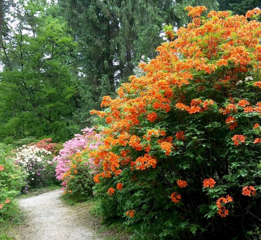 Rhododendrons legpuzzel online