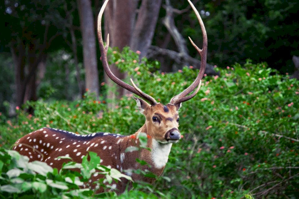 Spotted Deer 2 online puzzle