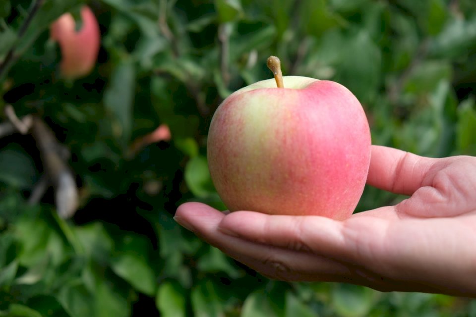 Μήλο στο χέρι online παζλ