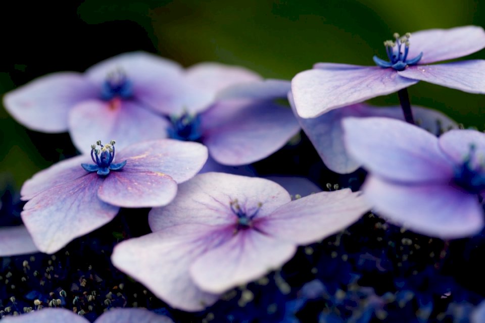 Hortensia violeta de cerca rompecabezas en línea