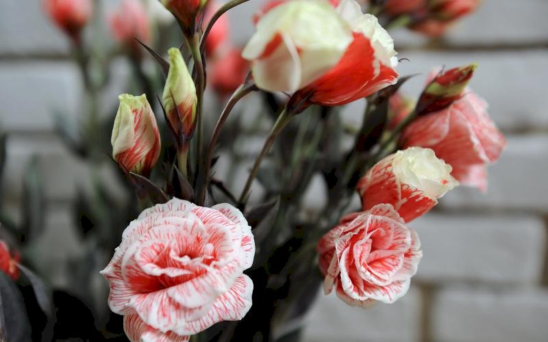 fleurs  skládačky online