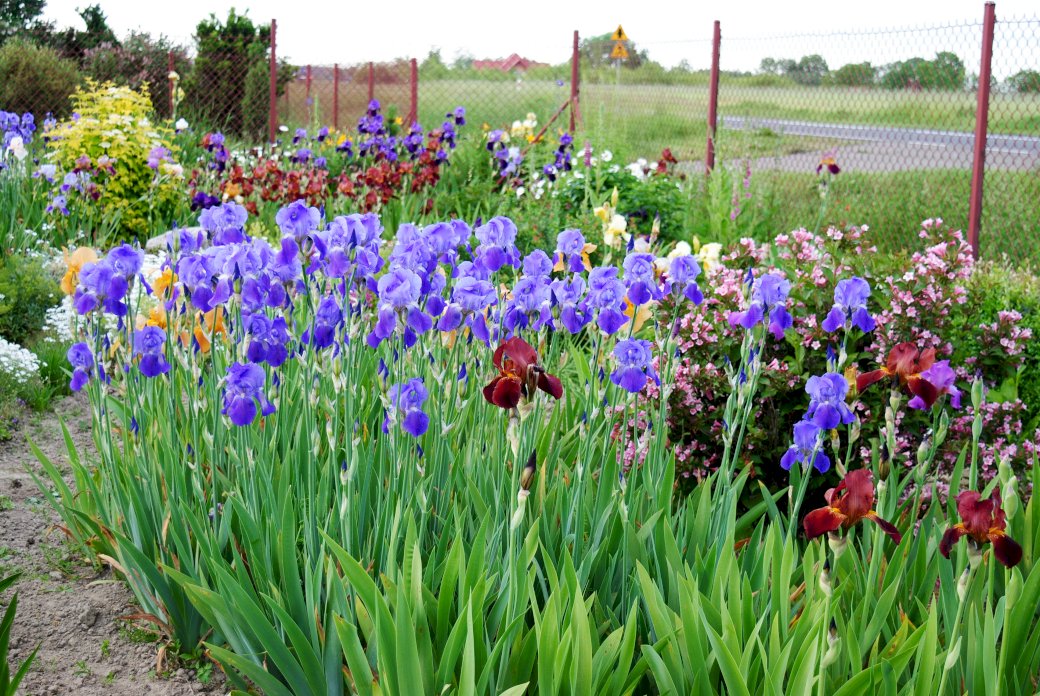 Irises in late spring. online puzzle