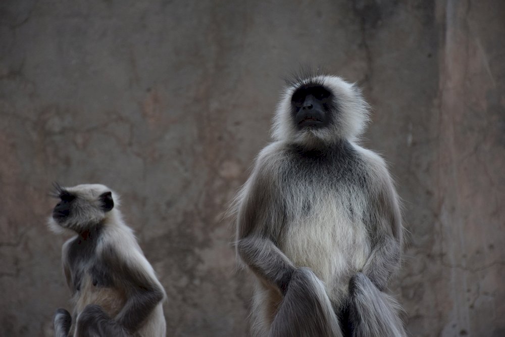 Ναός μαϊμού Jaipur online παζλ