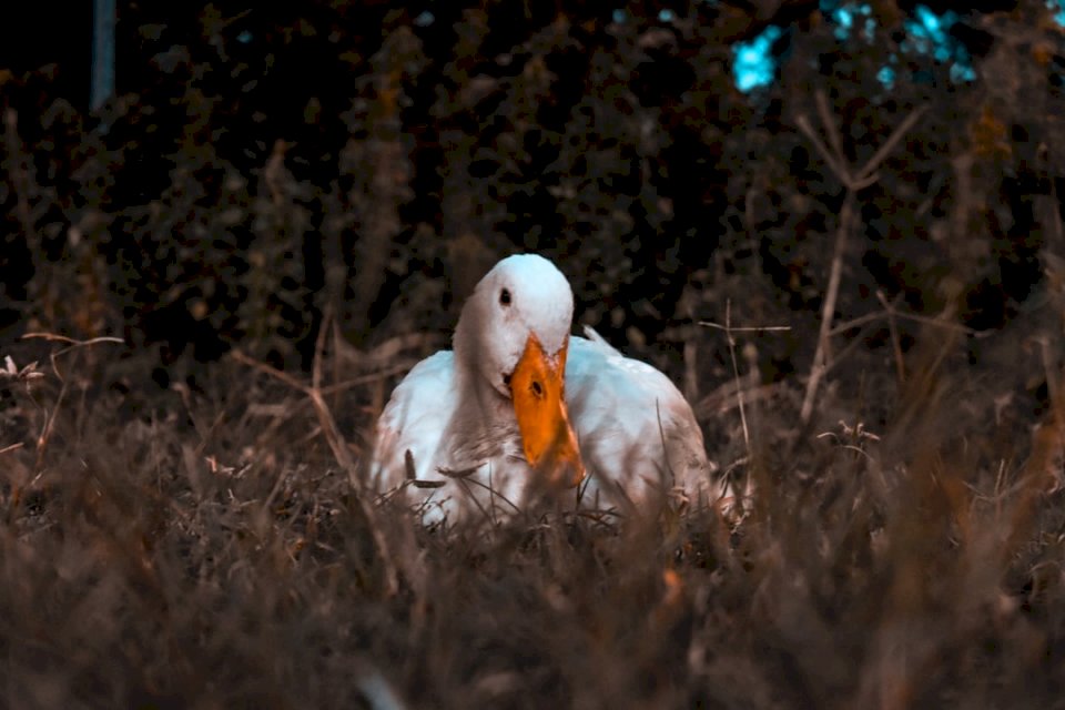 A duck resting at dusk online puzzle
