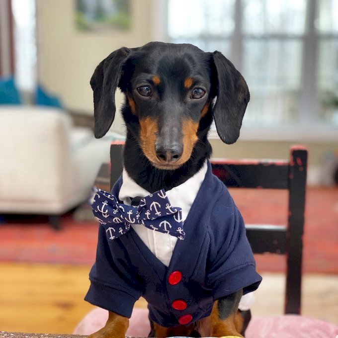 Dachshund in suit online puzzle