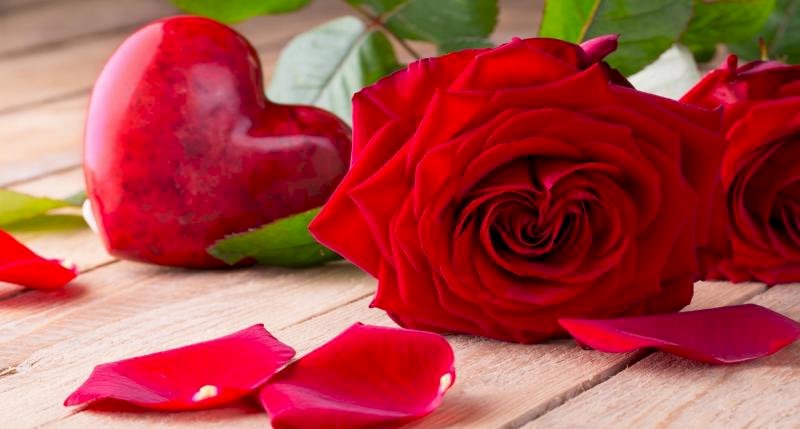 Лепесток, Садовые розы, Роза онлайн-пазл