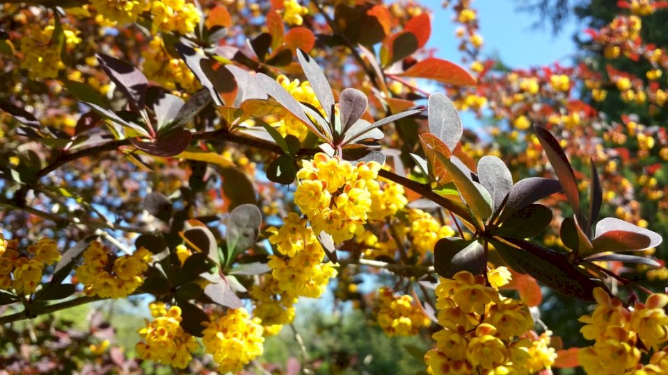 Flores amarillas en una rama rompecabezas en línea