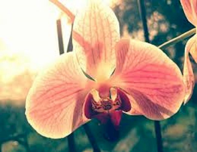 Orquídea quebra-cabeças online