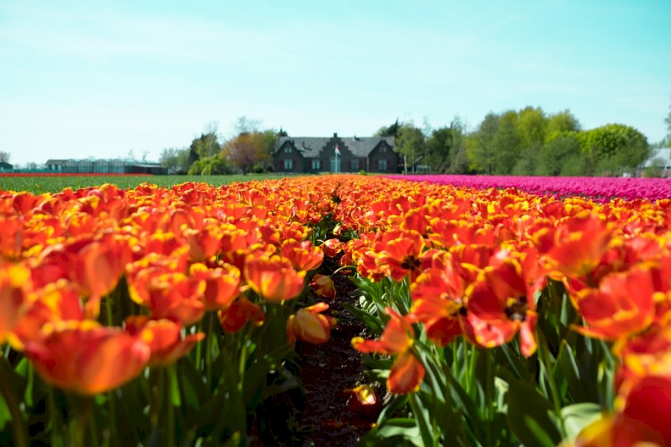 Jardín de tulipanes rompecabezas en línea