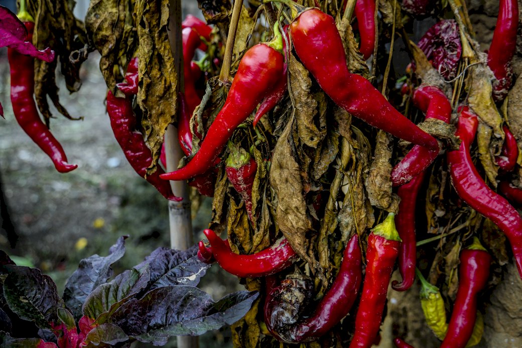 red hot chilli peppers quebra-cabeças online