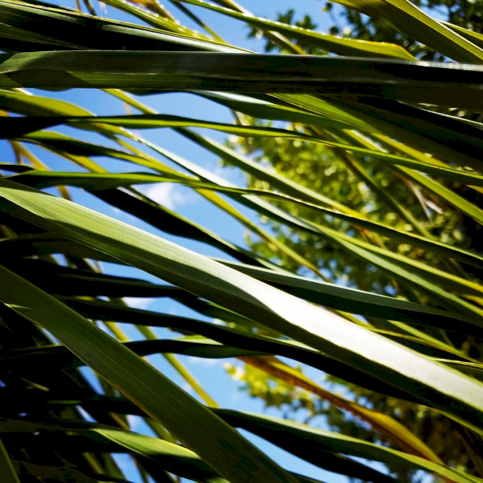 Пальмовые листья в солнечный день пазл онлайн