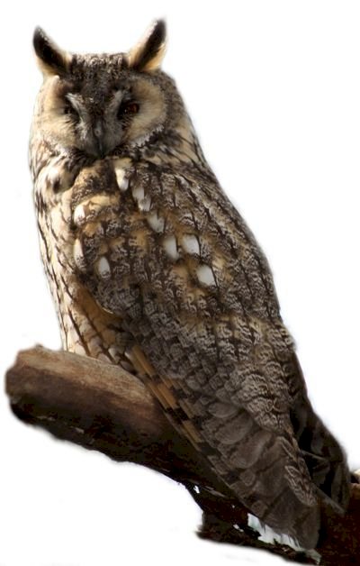 Long-eared owl jigsaw puzzle online