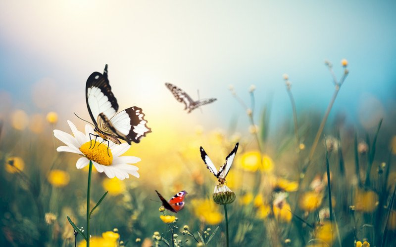 spring in the meadow jigsaw puzzle online