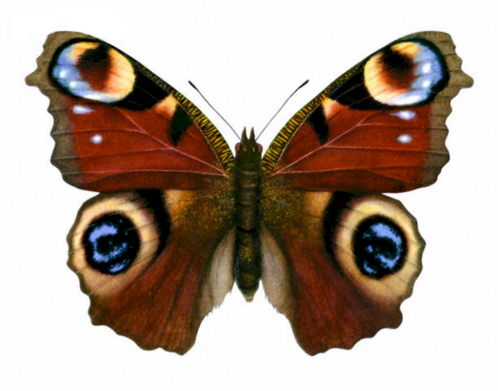 Метелик ластівка онлайн пазл