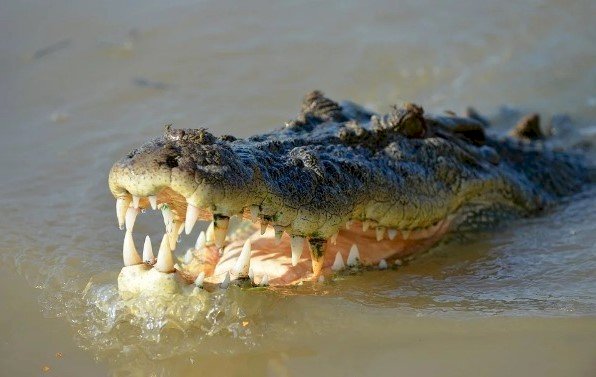 krokodil Pussel online